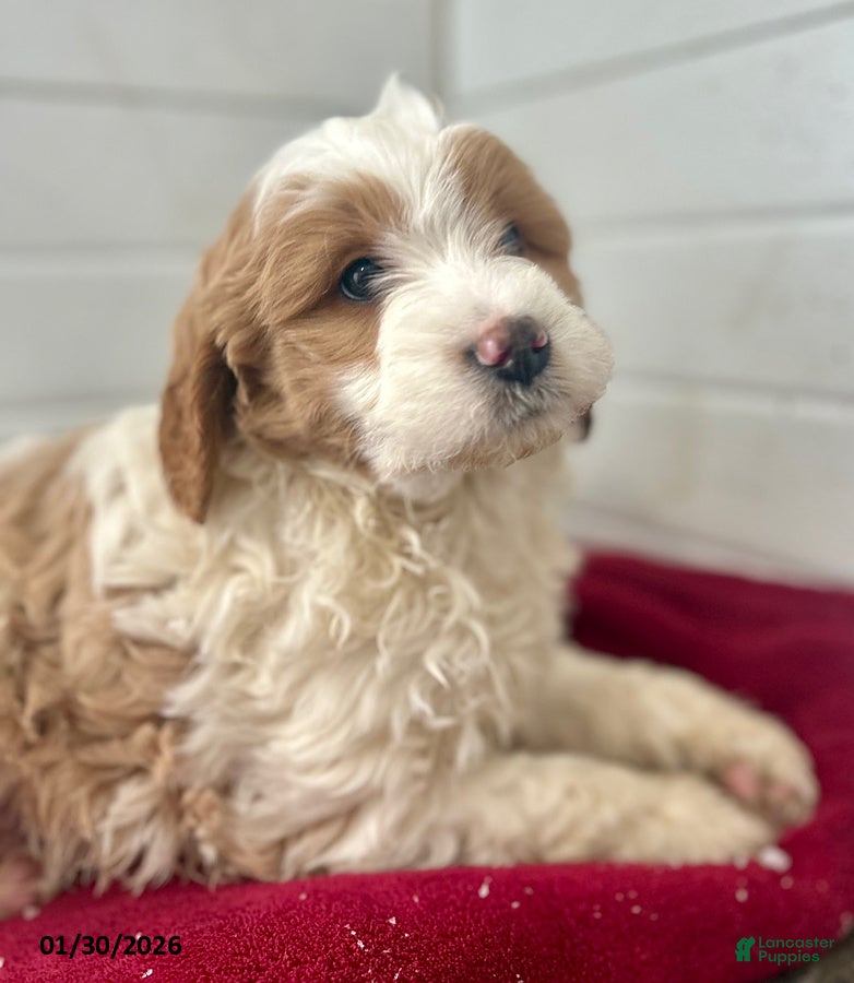 Mini Goldendoodle dogs Iris - Ad 33