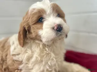 Mini Goldendoodle dogs Iris - Ad 33