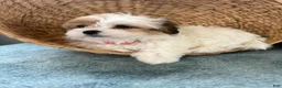 Teddy Bear dogs for sale: Precious - Ad 7