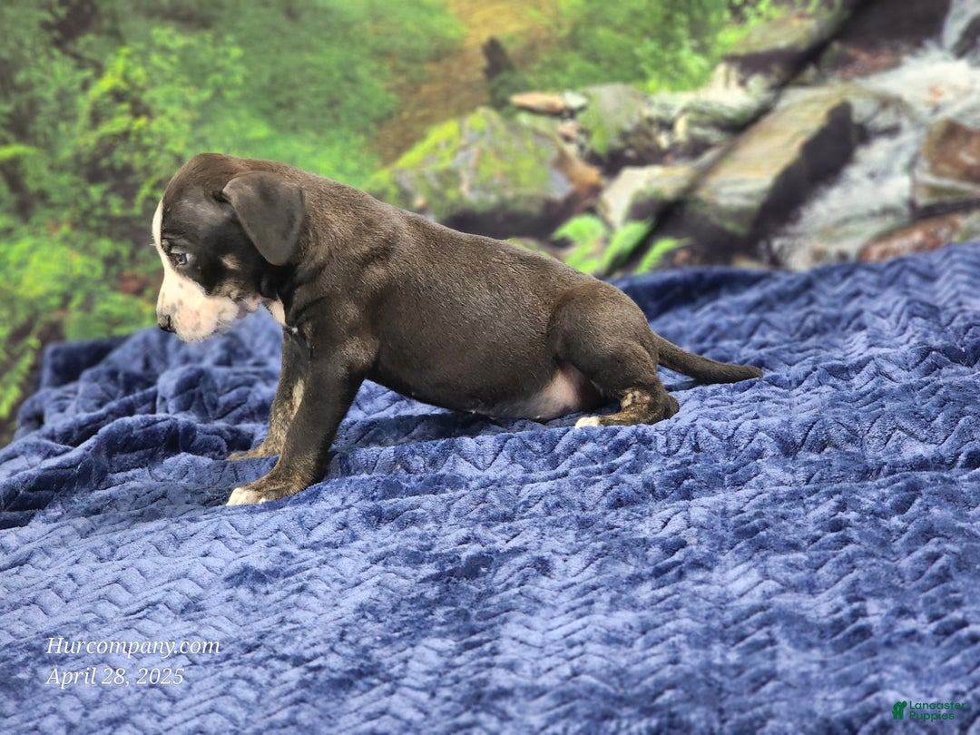 Catahoula Leopard Dog dogs for sale: Luna 2025 Male 1 - Ad 15