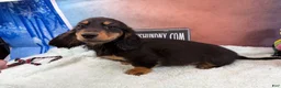 Miniature Dachshund dogs for sale: Miniature Dachshund Puppy 2 - Ad 6