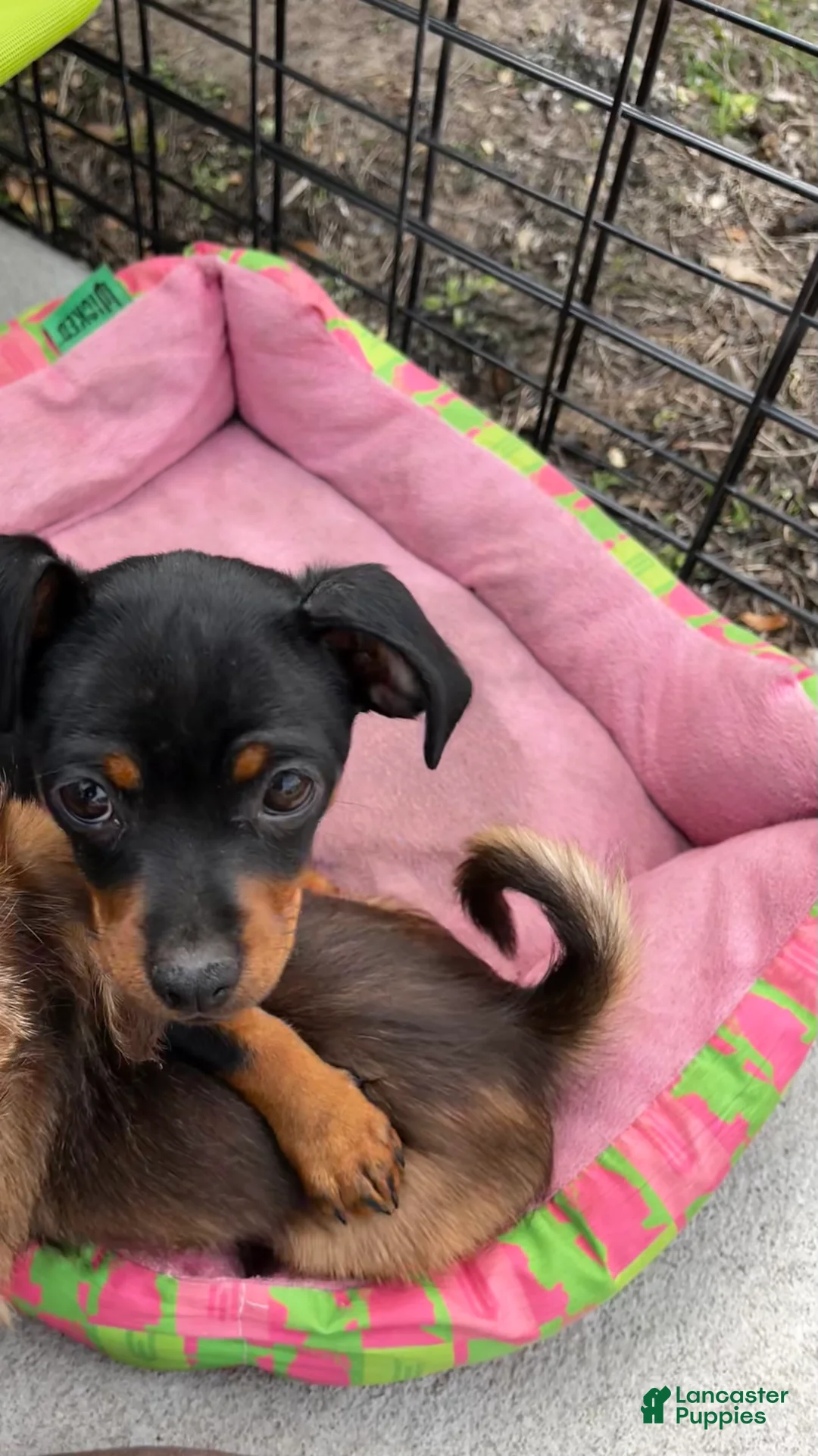 Mixed Breed dogs for sale: Mixed Breed Puppy 2 - Ad 3