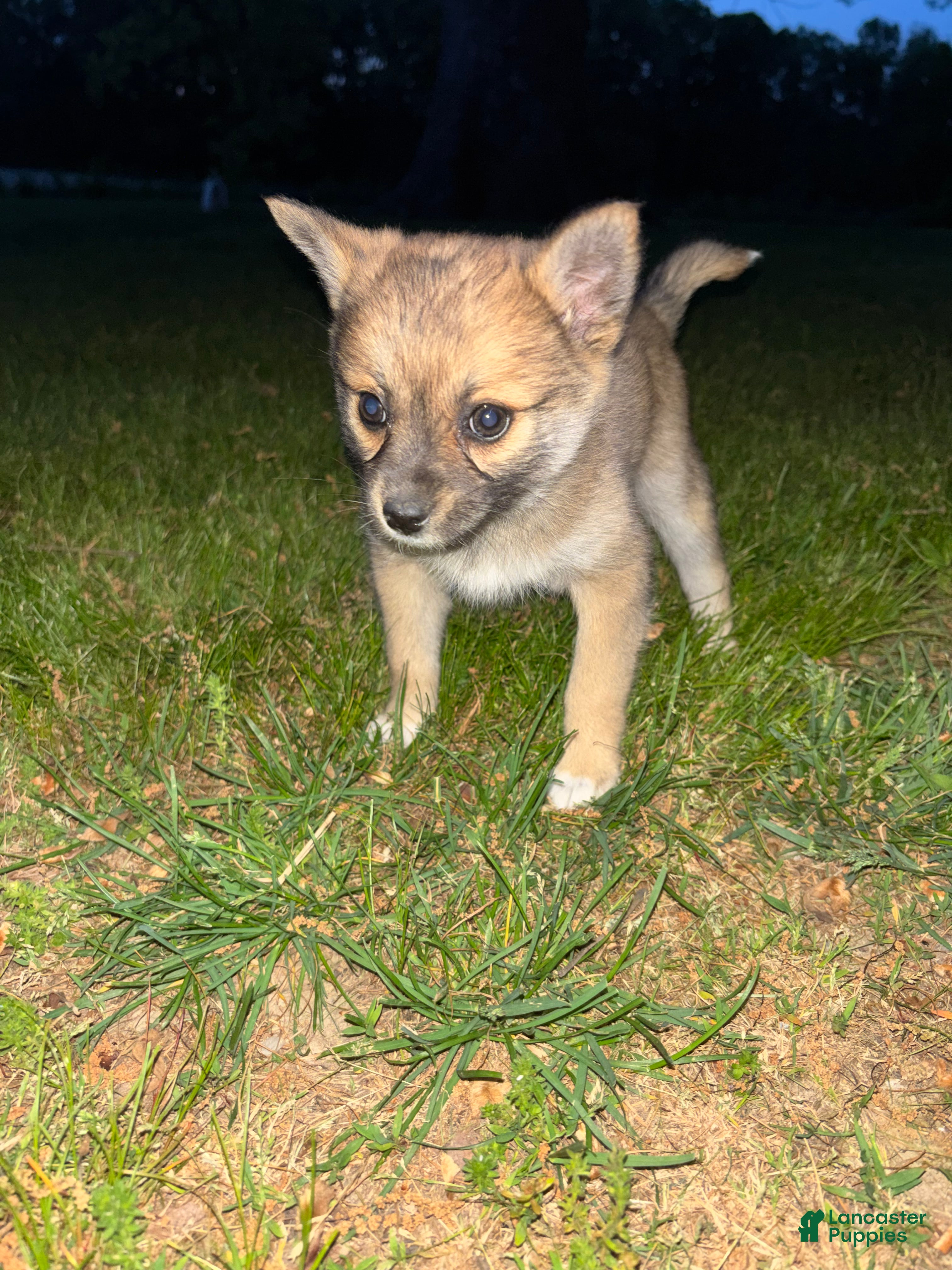 Pomsky dogs Milo  - Ad 29