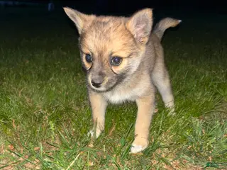 Pomsky dogs Milo - Ad 29