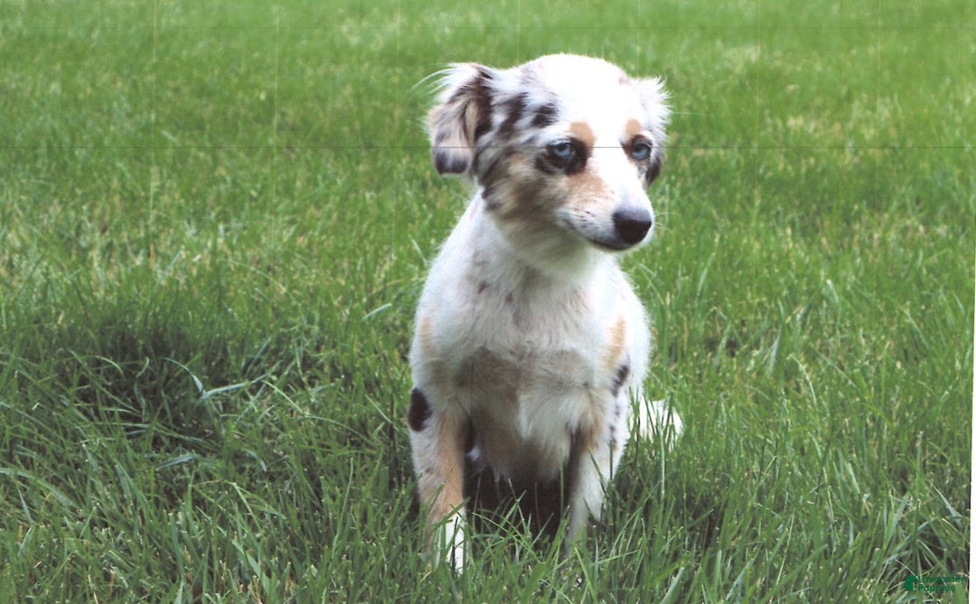 Mini Aussiedoodle dogs for sale: West - Ad 10