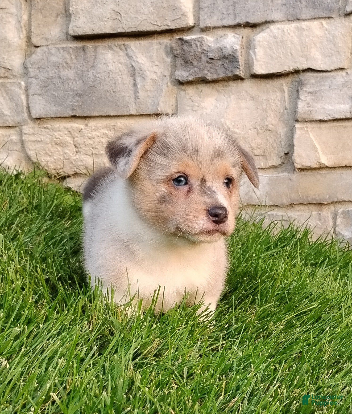 Welsh Corgi Pembroke dogs Welsh Corgi Pembroke 2 - Ad 1