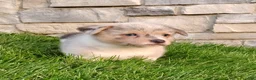 Welsh Corgi Pembroke dogs for sale: Welsh Corgi Pembroke 2 - Ad 1