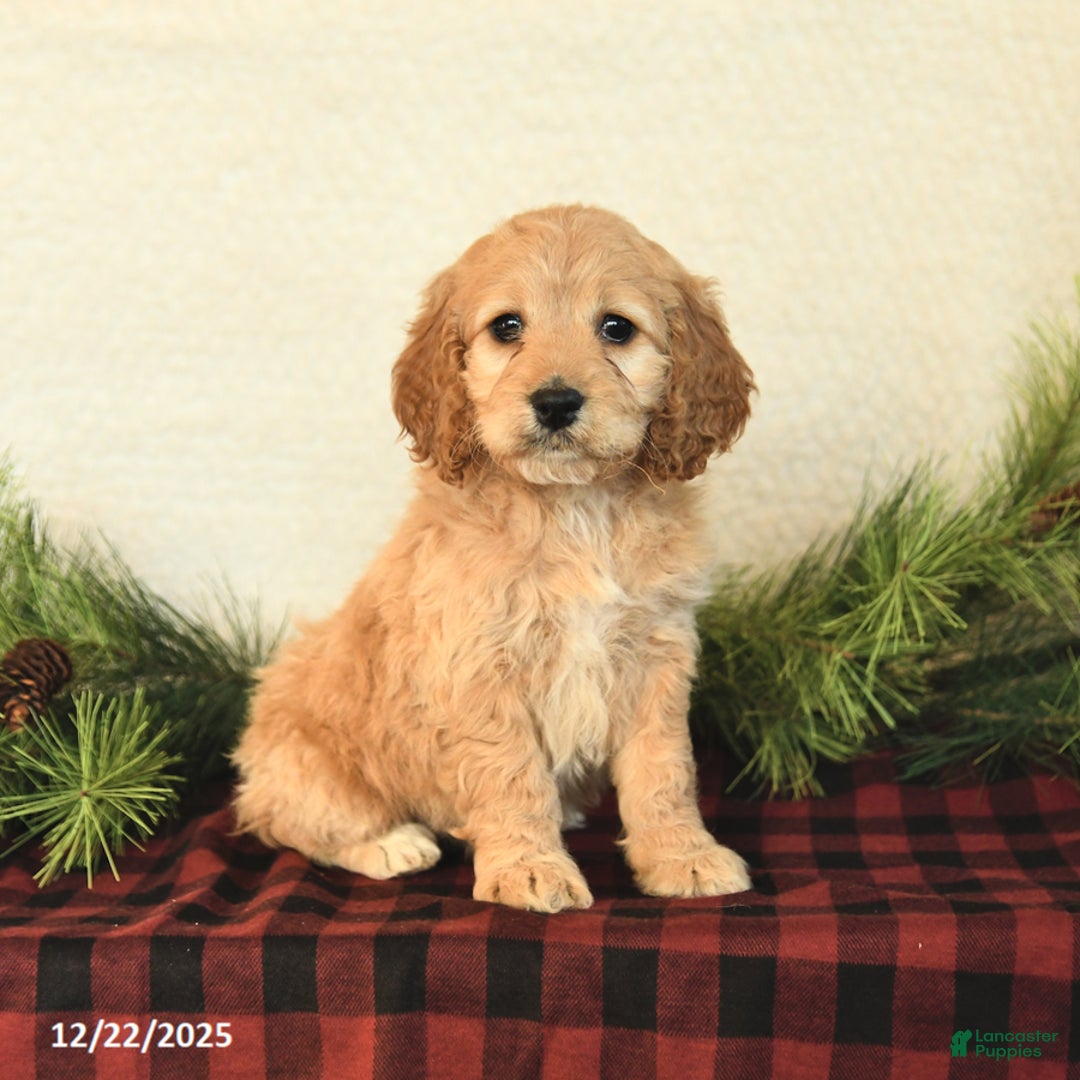 Cockapoo dogs for sale: Bailey - Ad 2