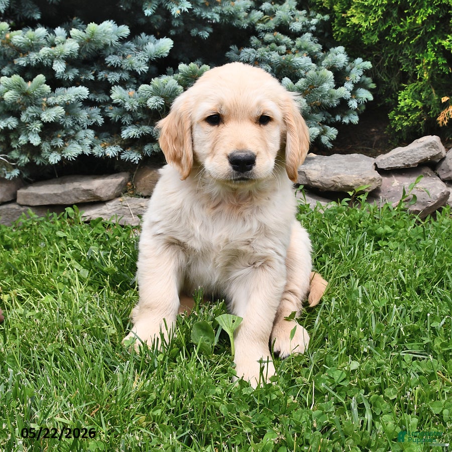 Golden Retriever dogs Teddy - Ad 1