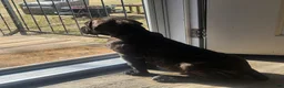 Cane Corso dogs for sale: Cane Corso 2 - Ad 24