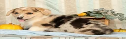 Welsh Corgi Pembroke dogs for sale: Teddy - Ad 5