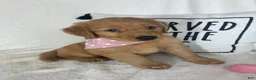 Golden Retriever dogs for sale: Honey - Ad 3