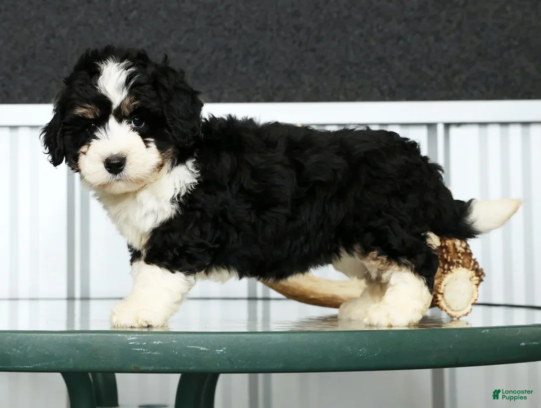 Mini Bernedoodle dogs for sale: Joy - Ad 4
