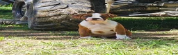 Boxer dogs for sale: Boxer 1 - Ad 3