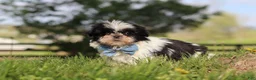 Shih Tzu dogs for sale: Nolan - Ad 3