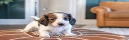 Miniature Dachshund dogs for sale: Ingrid Floppenstein - Ad 8
