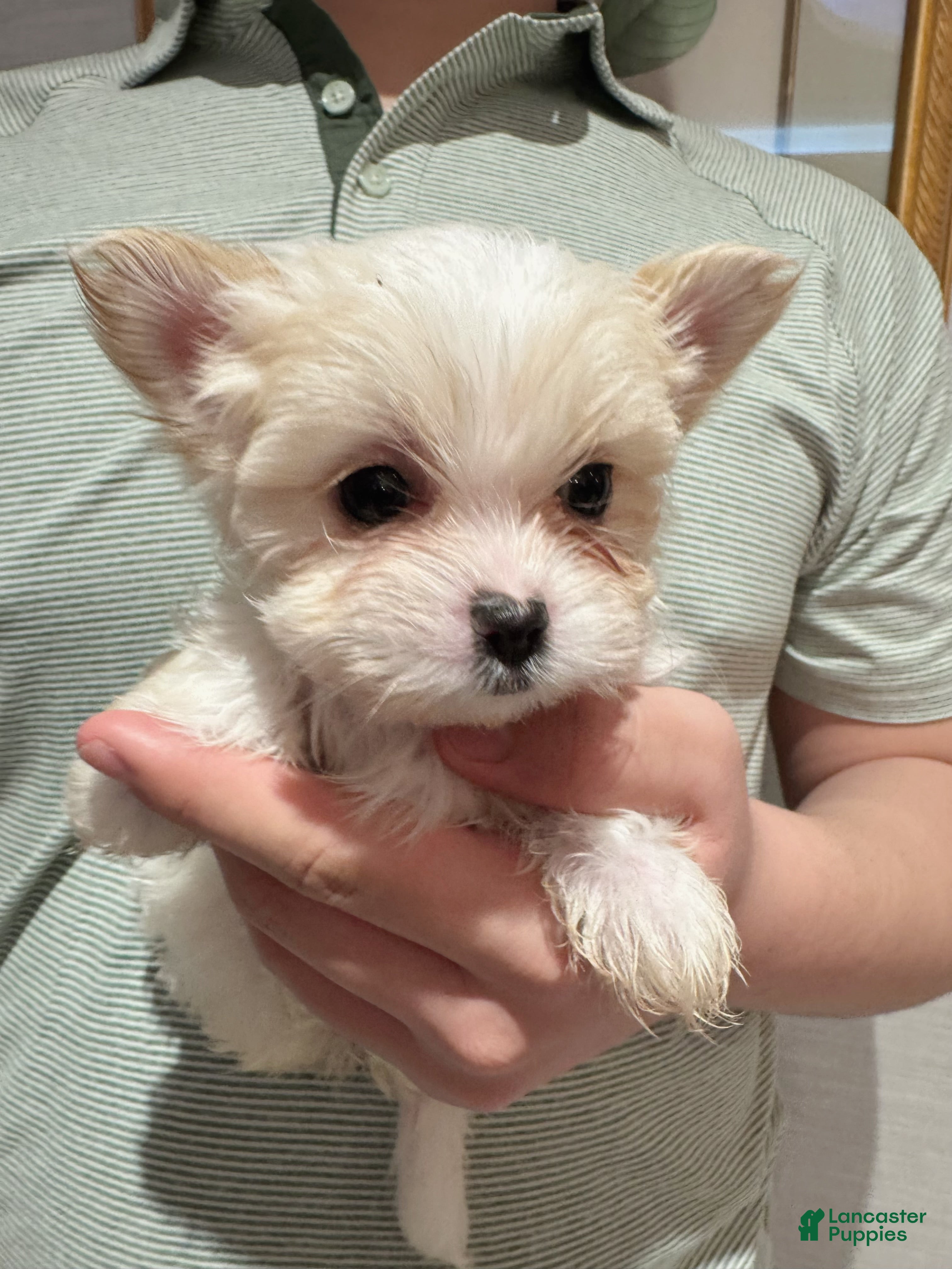 Morkie dogs Hope - Ad 2