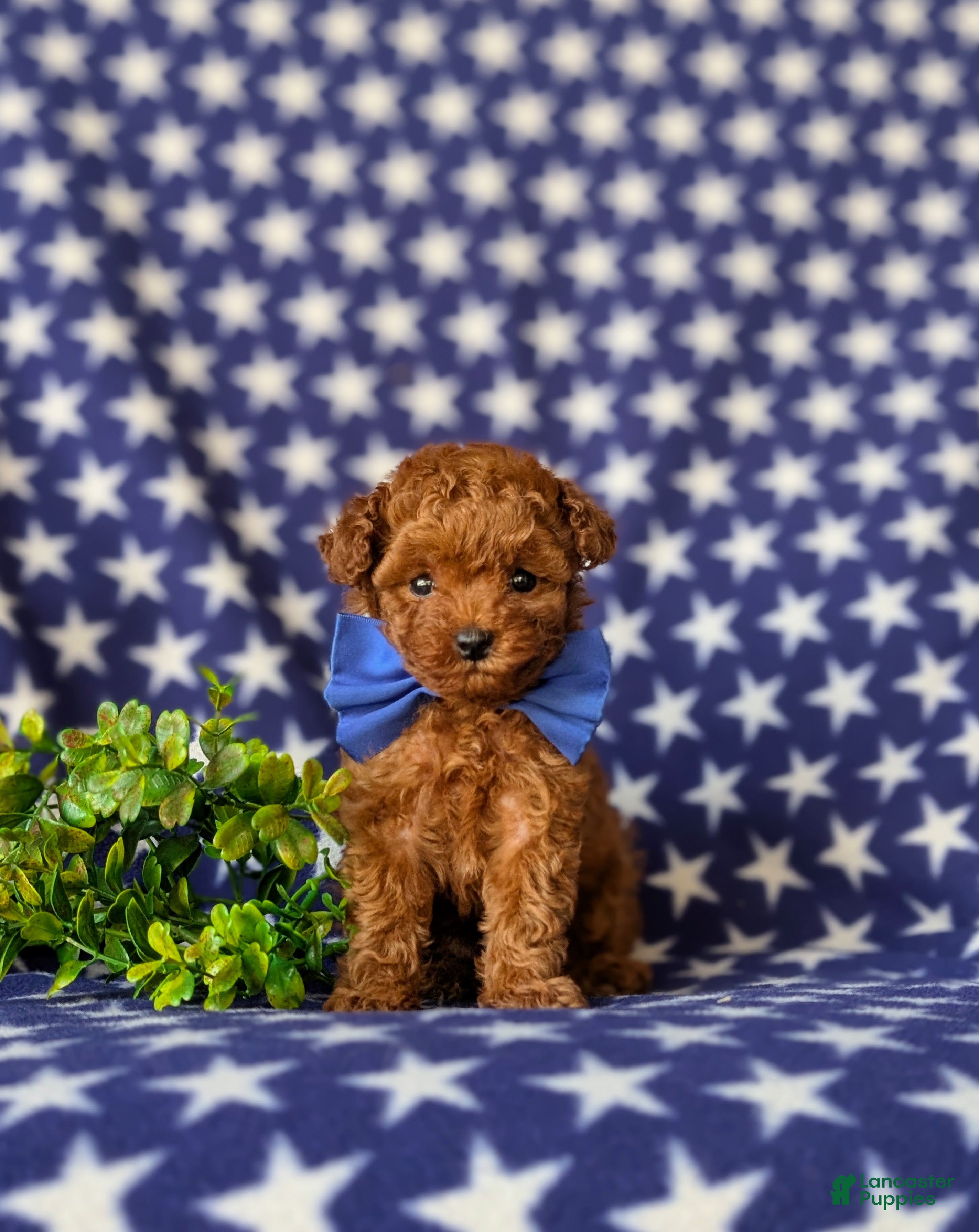 Toy Poodle dogs Shelby 7 lbs Full Grown - Ad 2