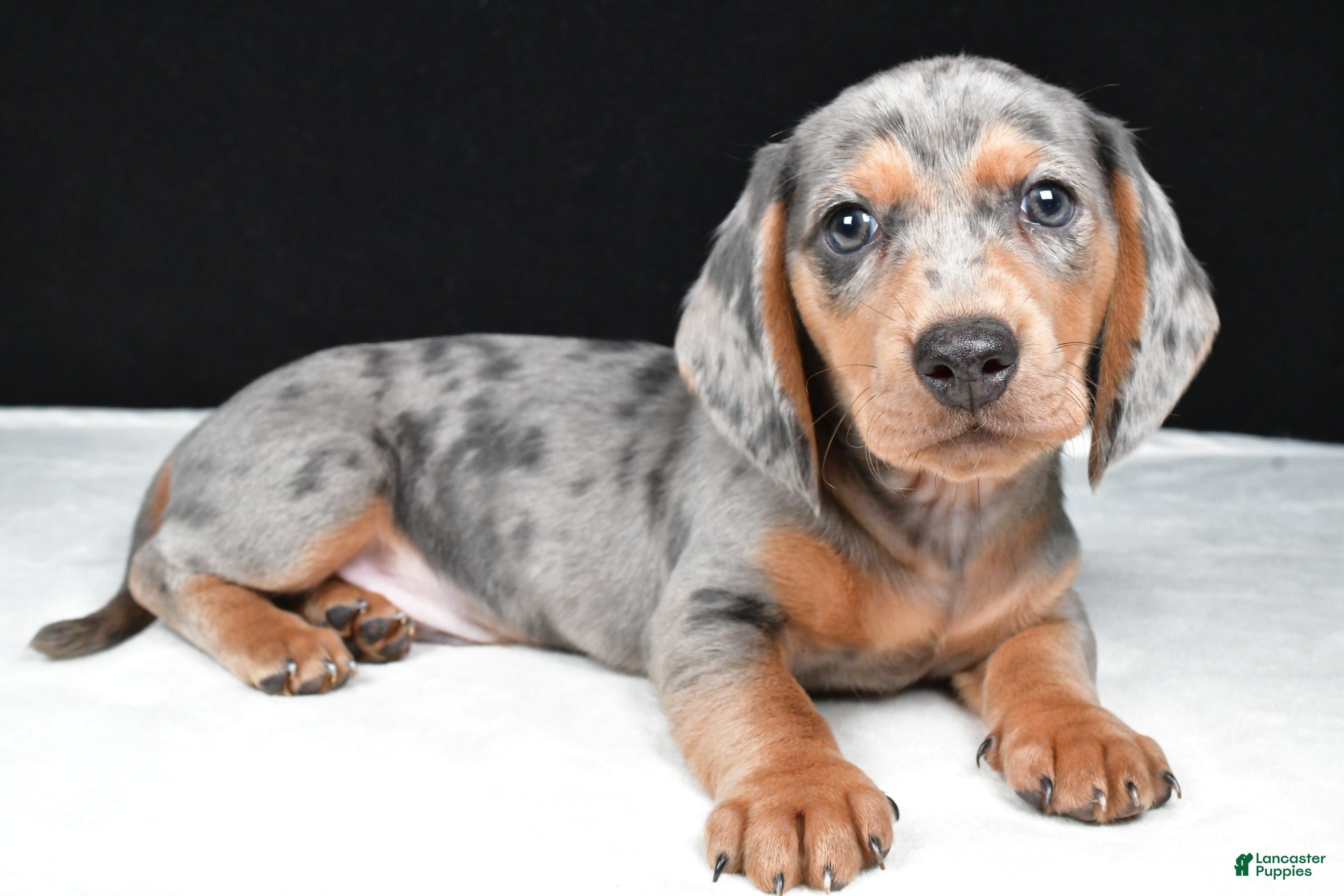 Miniature Dachshund dogs Bentley - Ad 2