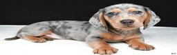 Miniature Dachshund dogs for sale: Bentley - Ad 2