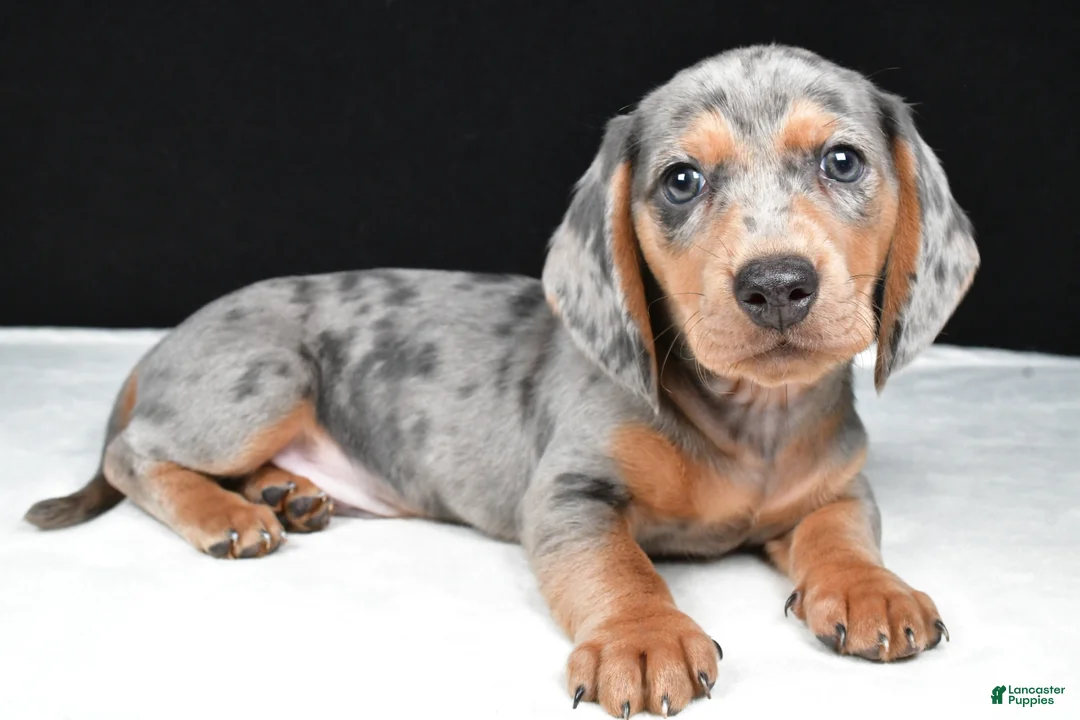 Miniature Dachshund dogs for sale: Bentley - Ad 2