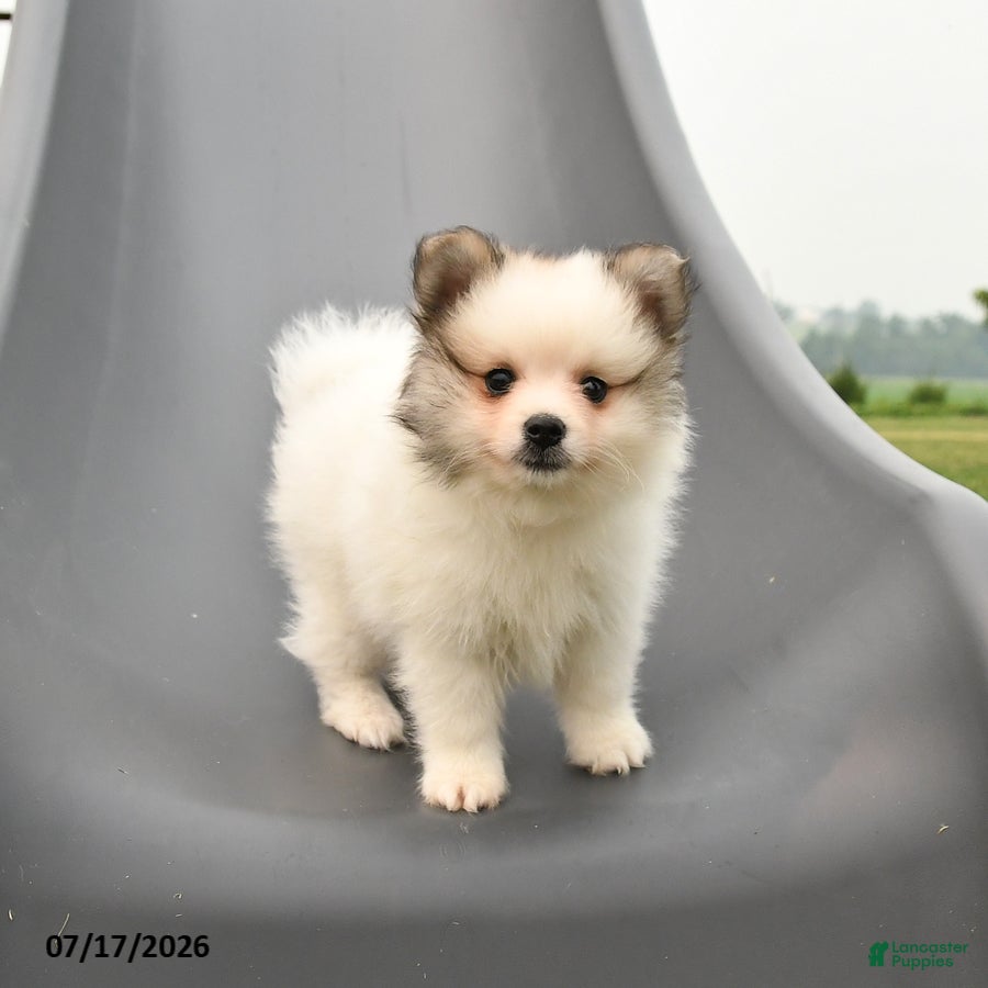Pomeranian dogs Milan - Ad 2