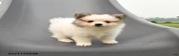 Pomeranian dogs for sale: Milan - Ad 2