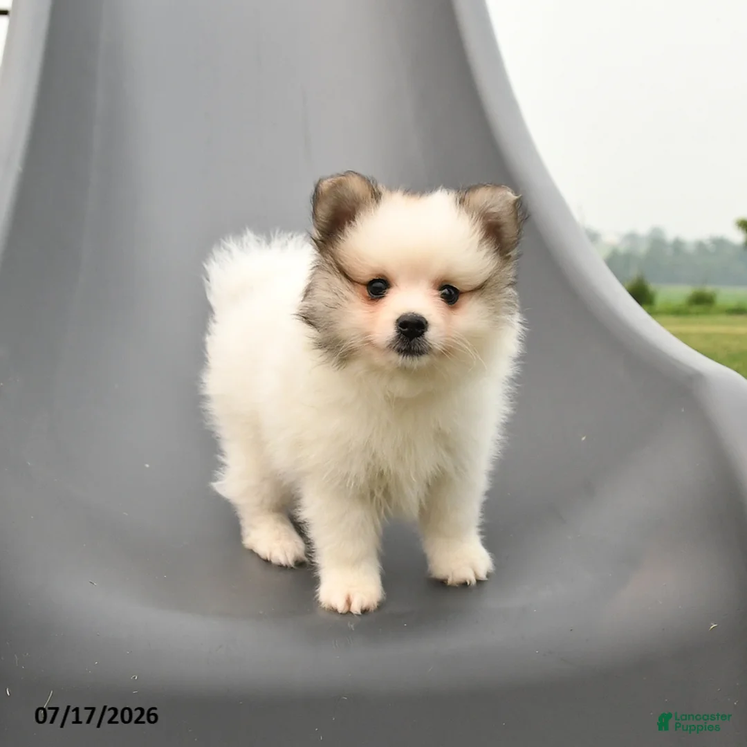 Pomeranian dogs for sale: Milan - Ad 2
