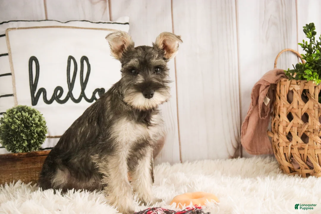 Miniature Schnauzer dogs for sale: Maggie - Ad 3