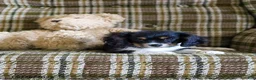 Cavalier King Charles Spaniel dogs for sale: Liam - Ad 2