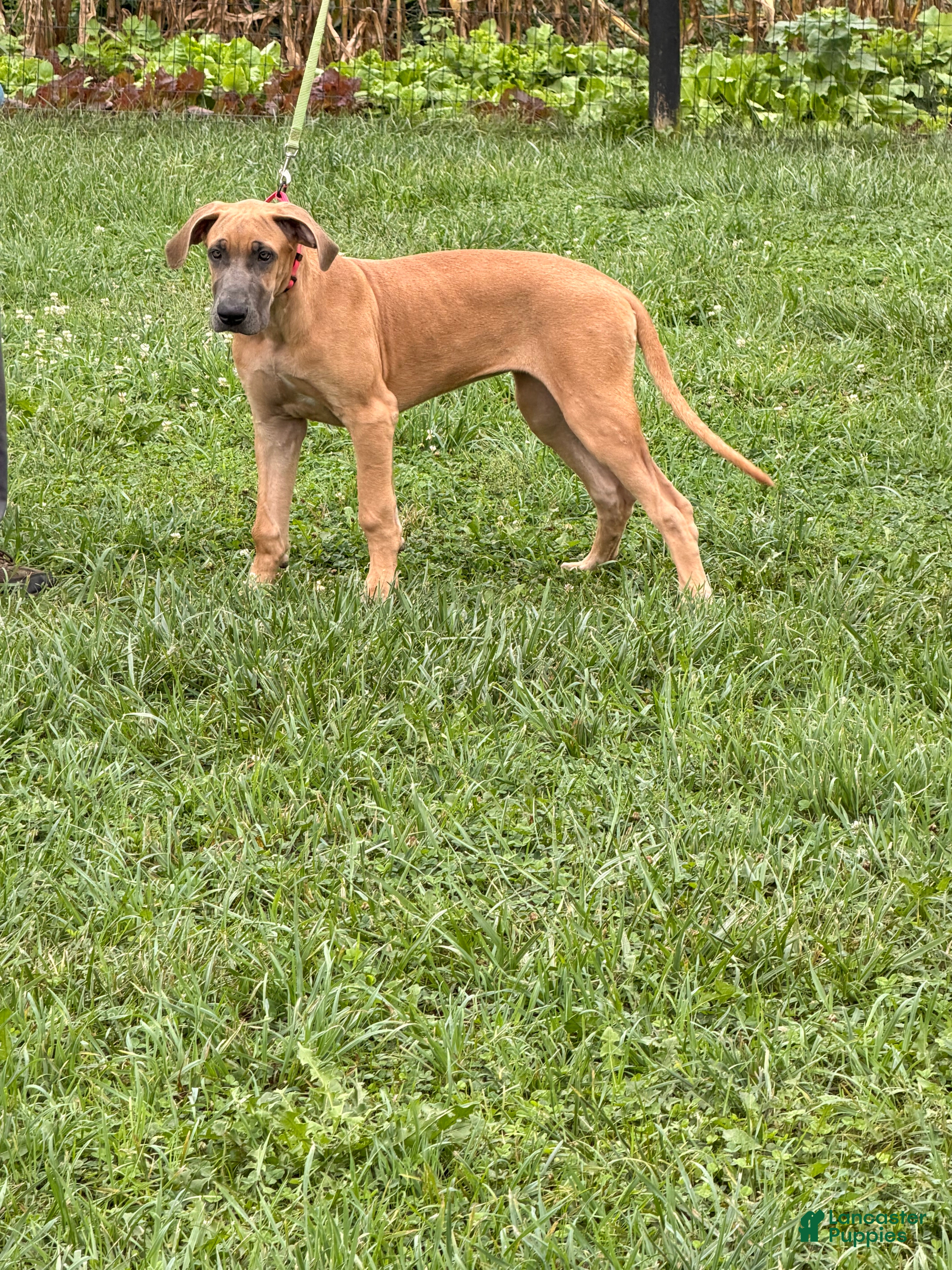 Great Dane dogs Patience Great Dane  - Ad 2