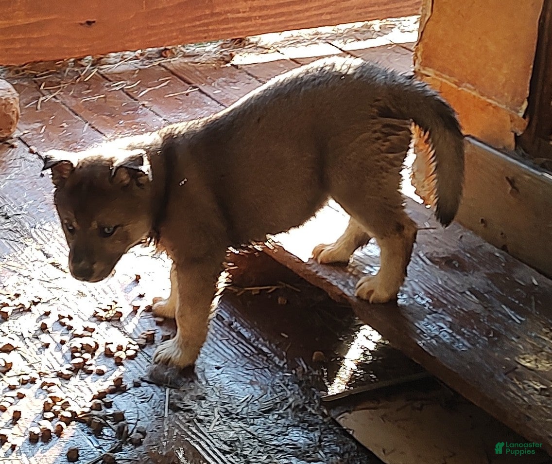 Siberian Husky dogs Siberian Husky Puppy 2 - Ad 21