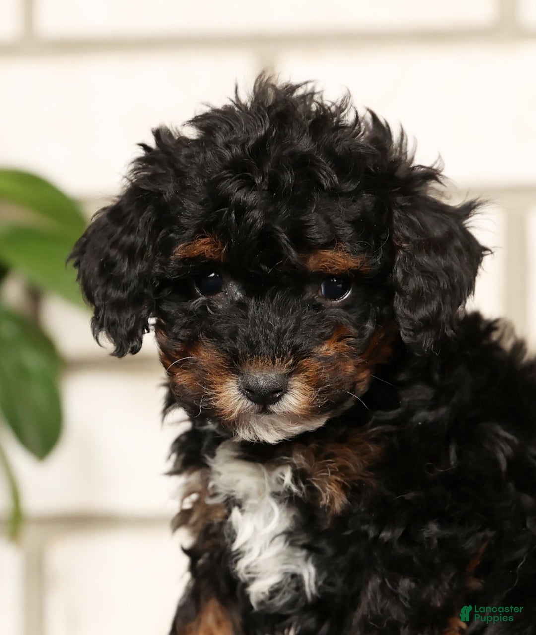 Havapoo dogs for sale: Ender - Ad 9