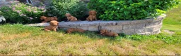 Mini Goldendoodle dogs for sale: Daisy  - Ad 7