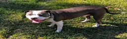 American Pit Bull Terrier dogs for sale: American Pit Bull Terrier Puppy 2 - Ad 5