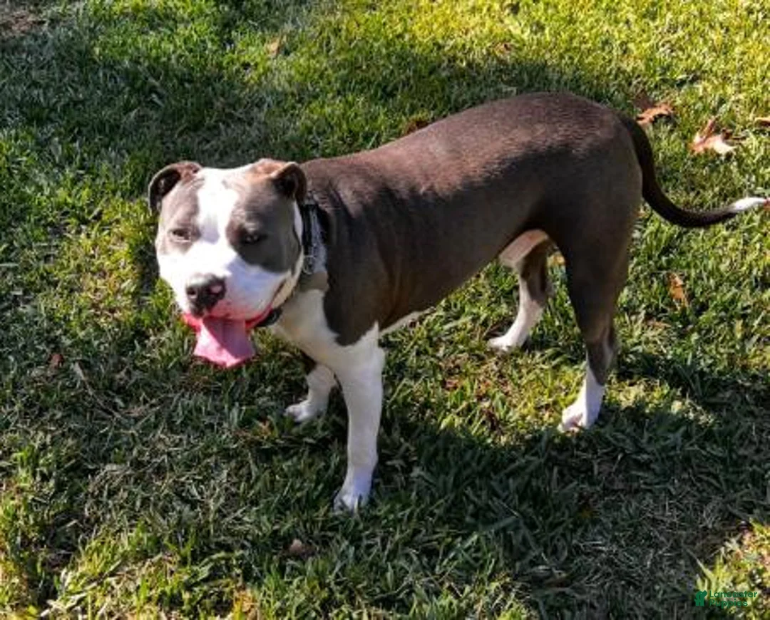 American Pit Bull Terrier dogs for sale: American Pit Bull Terrier Puppy 2 - Ad 5