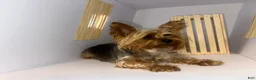 Yorkshire Terrier dogs for sale: Queen - Ad 4