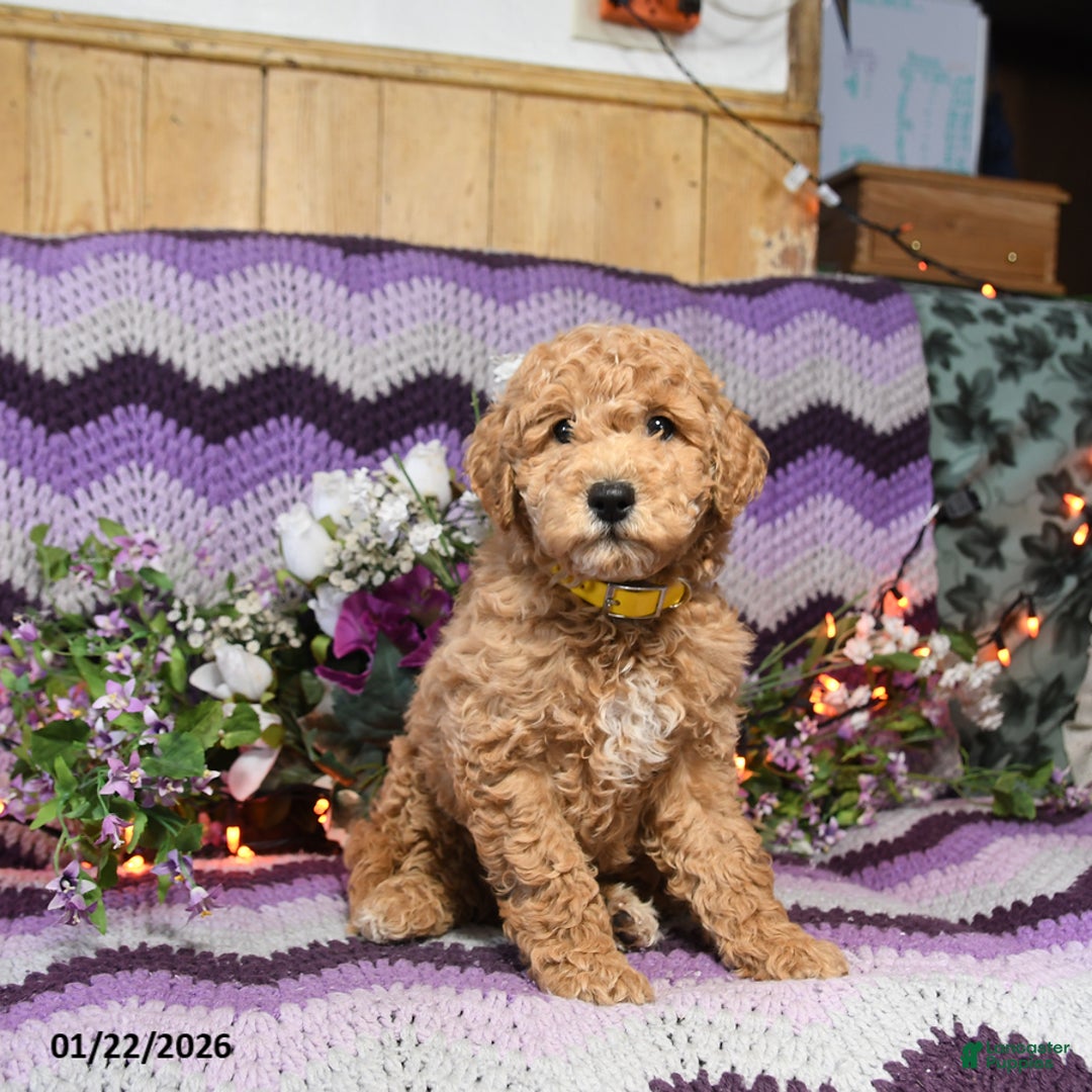 Mini Goldendoodle dogs for sale: Chesso - Ad 2