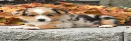 Mixed Breed dogs for sale: Nash - Ad 2