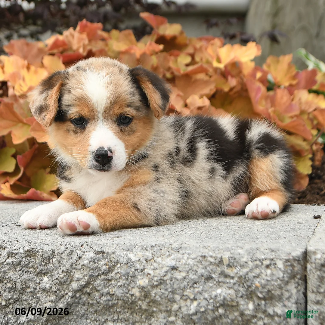 Mixed Breed dogs for sale: Nash - Ad 2
