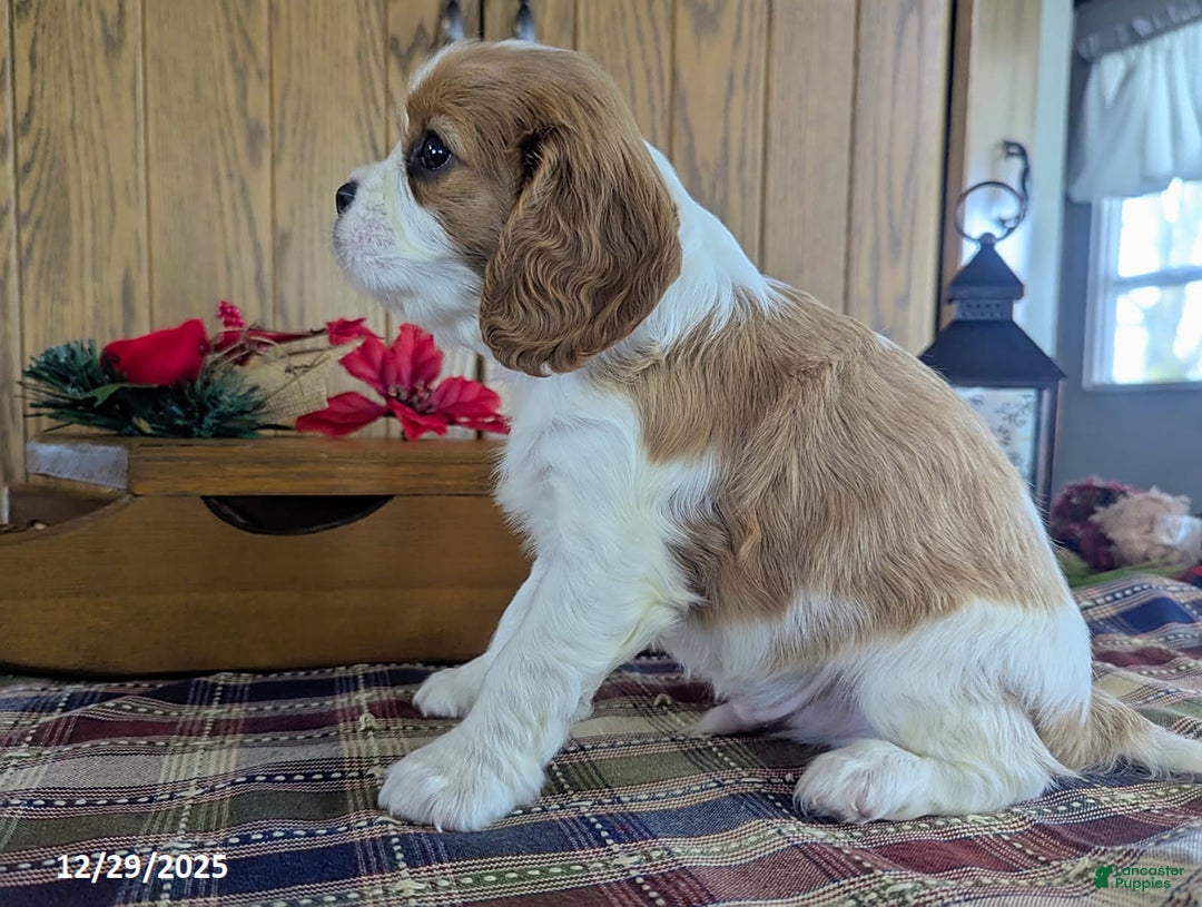 Cavalier King Charles Spaniel dogs for sale: Jay - Ad 2