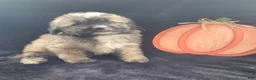 Lhasapoo dogs for sale: Little Jack - Ad 6