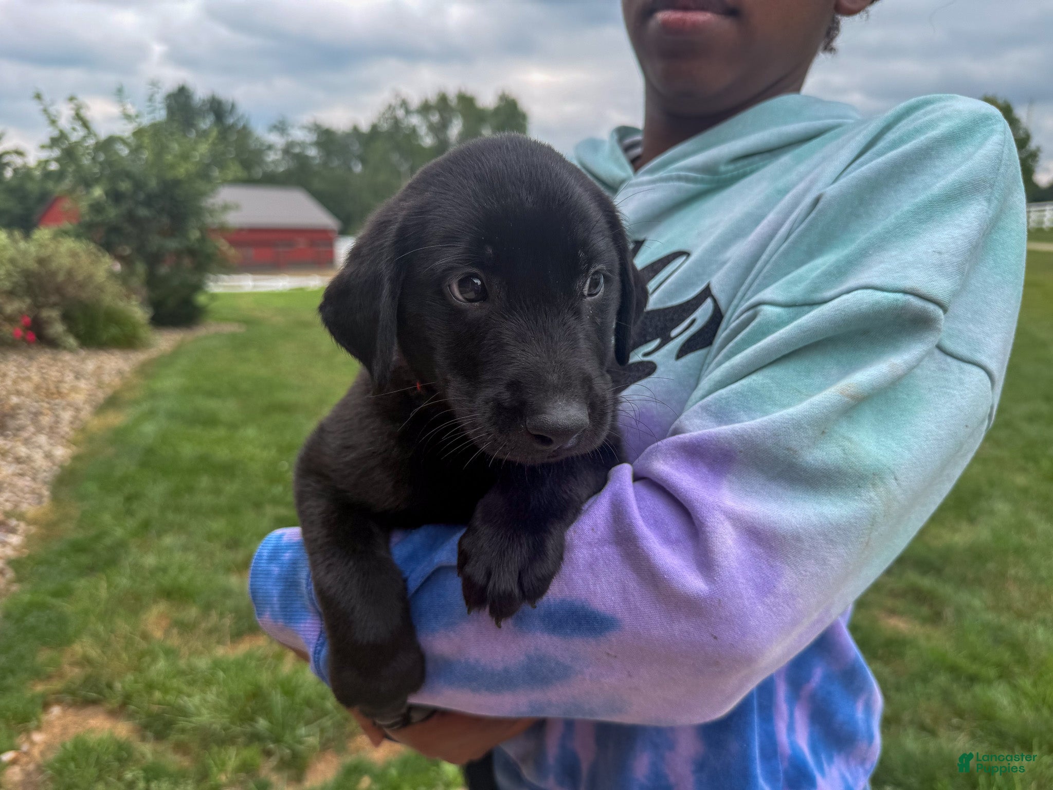 Labrador Retriever dogs Joe - Ad 1