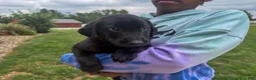 Labrador Retriever dogs for sale: Joe - Ad 1
