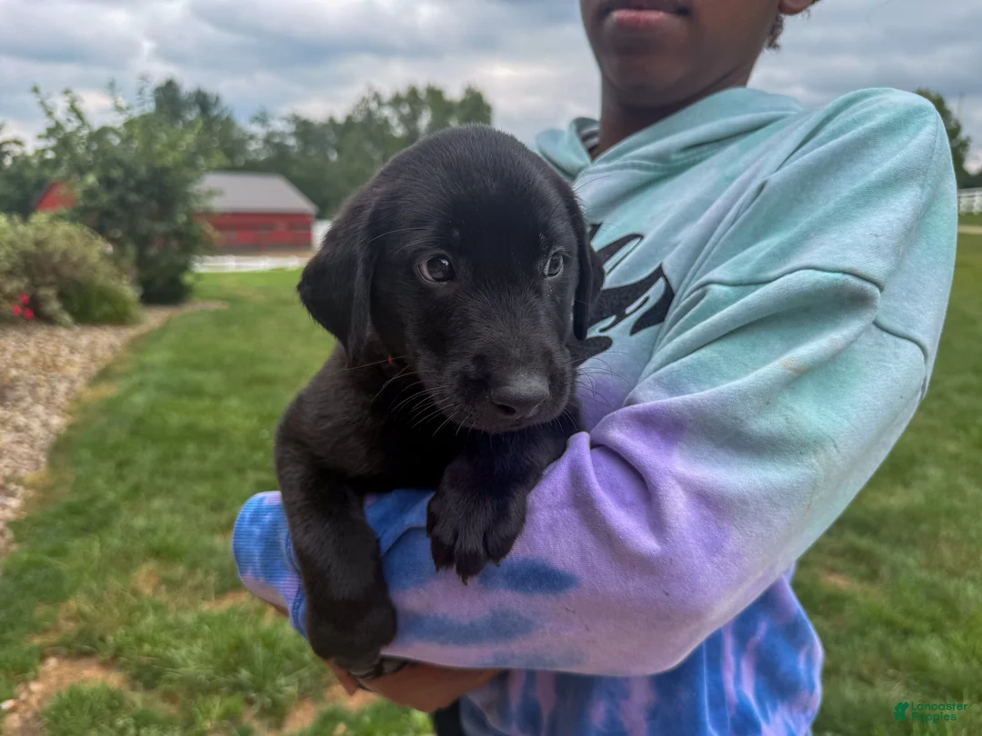 Labrador Retriever dogs for sale: Joe - Ad 1