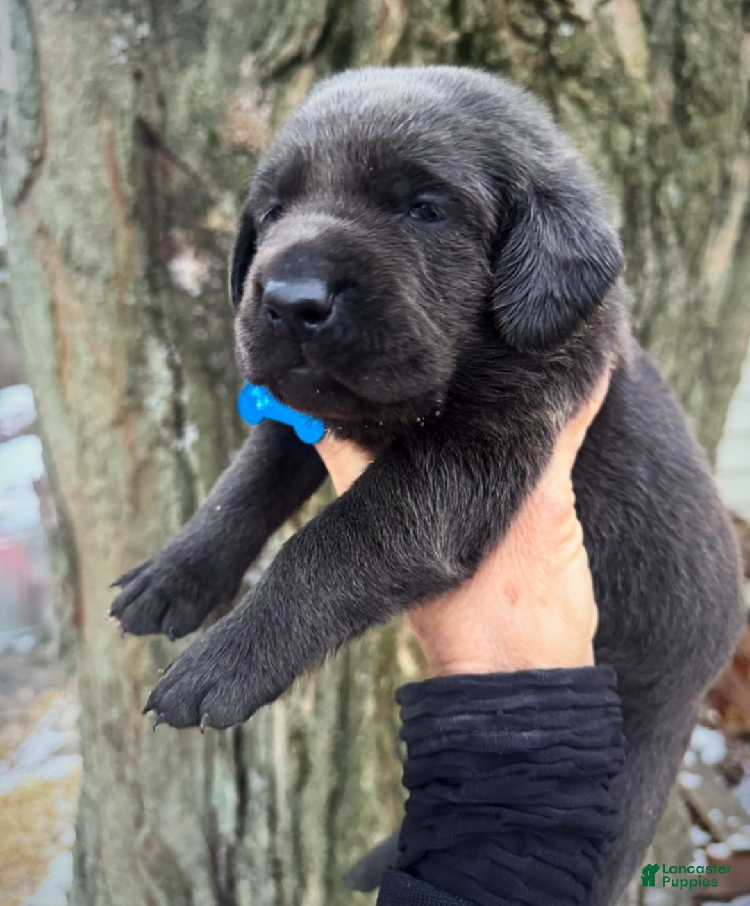 Labrador Retriever dogs for sale: Labrador Retriever Puppy 1 - Ad 2