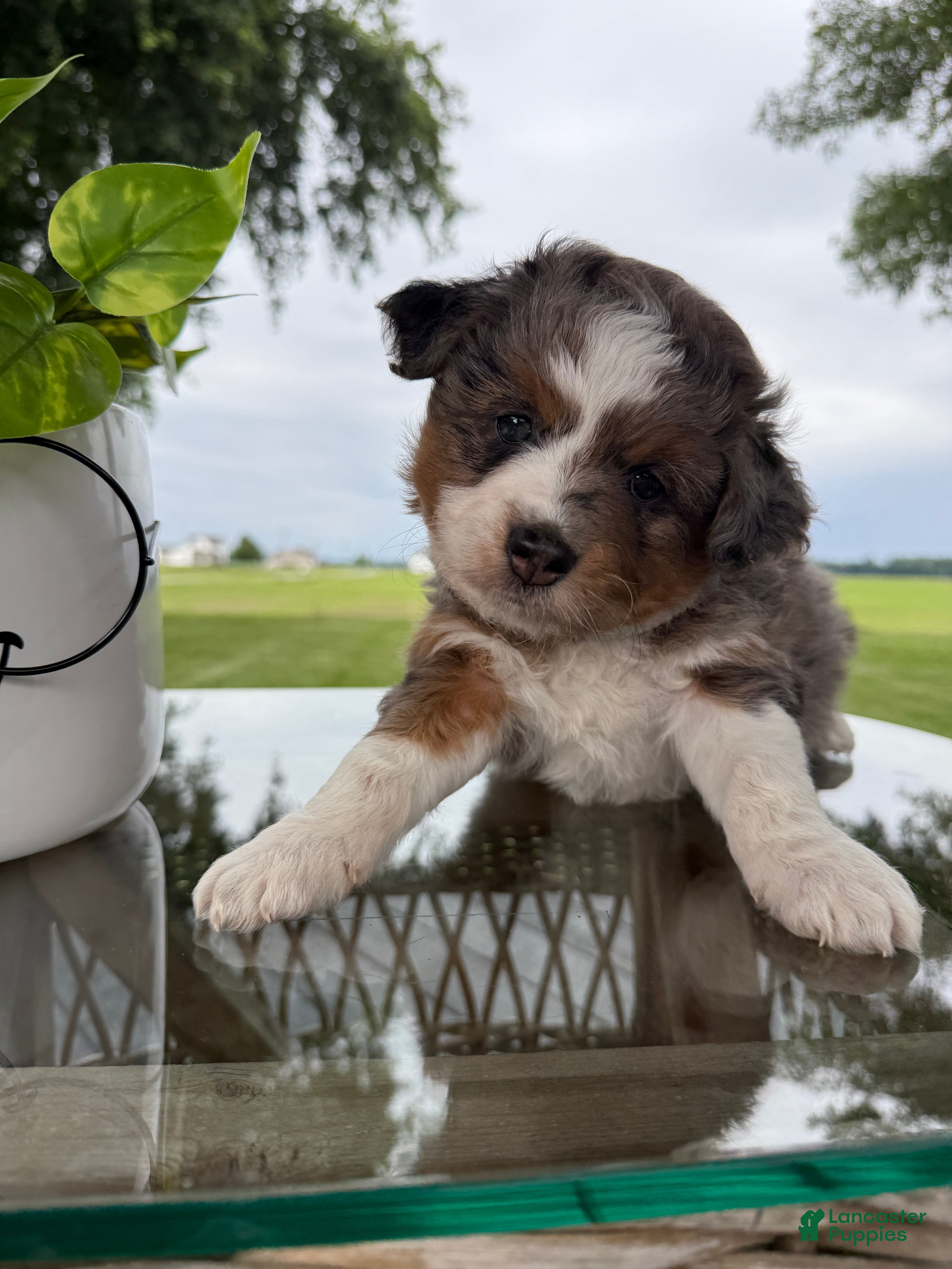 Mini Aussiedoodle dogs Clark - Ad 1