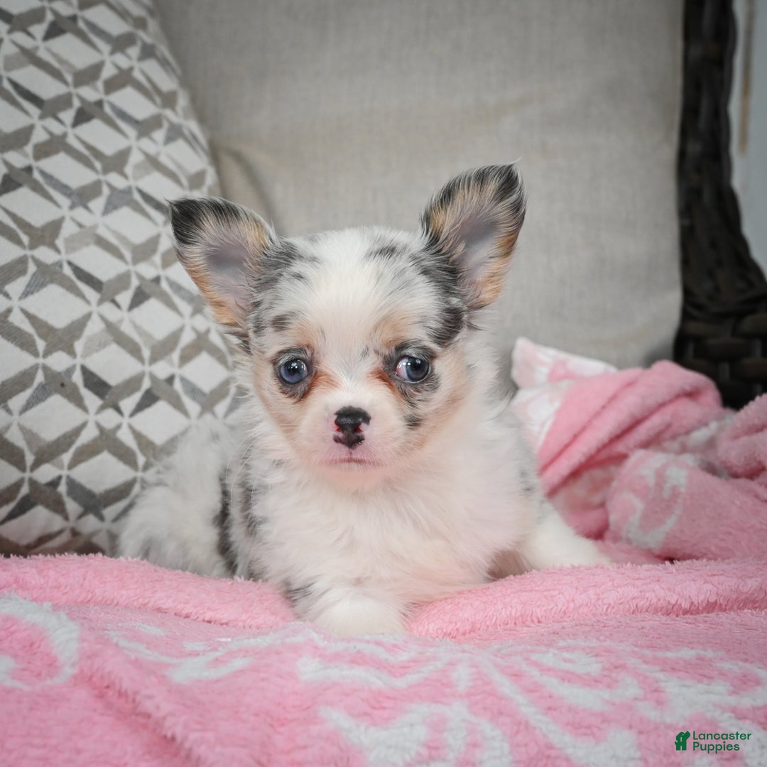Chihuahua dogs for sale: Romeo - Ad 5