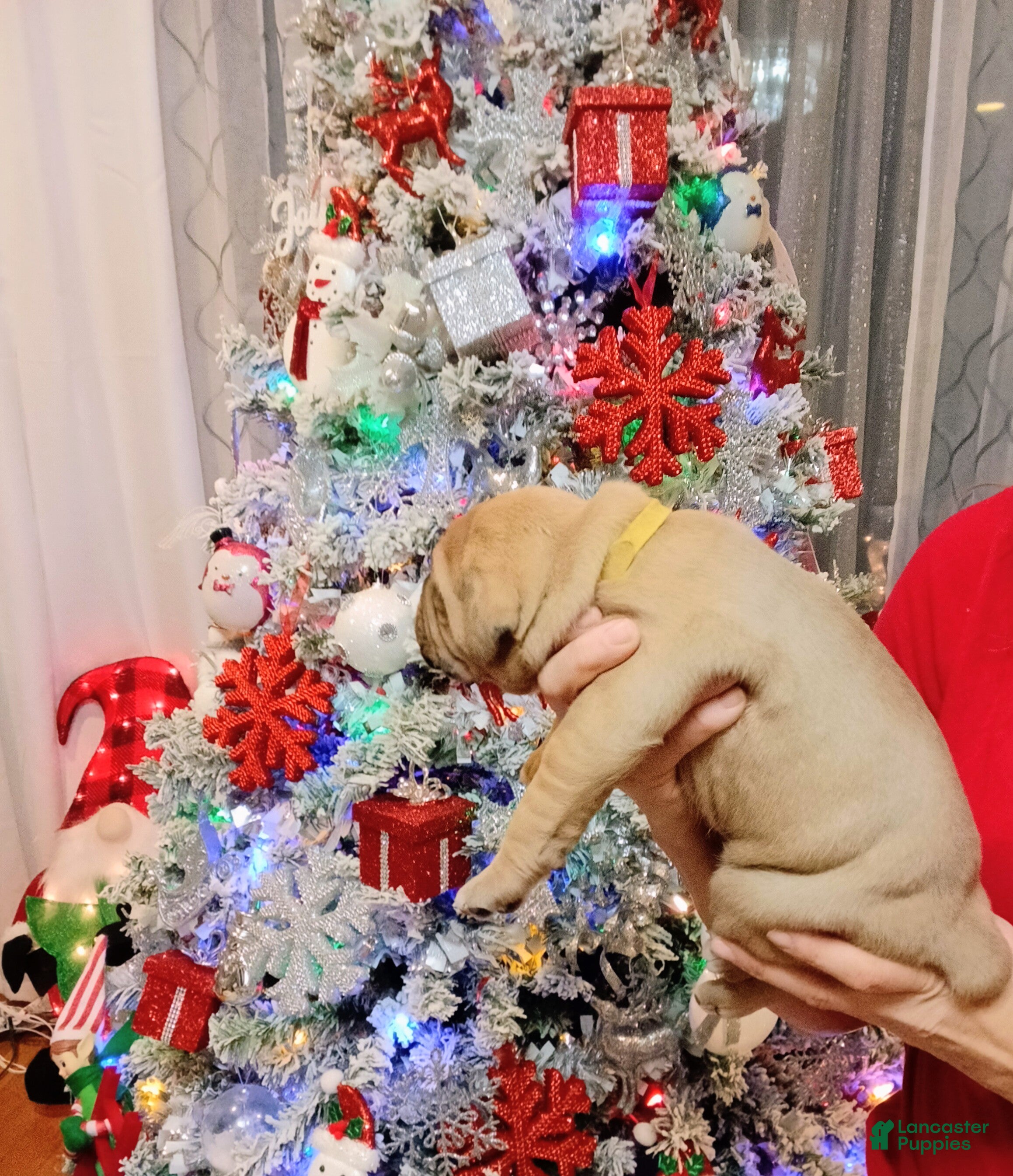 Olde English Bulldogge dogs Olde English Bulldogge Puppy 7 - Ad 2