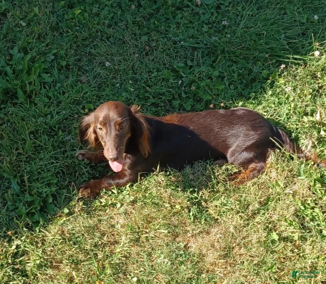 Miniature Dachshund dogs for sale: Miniature Dachshund 4 - Ad 5